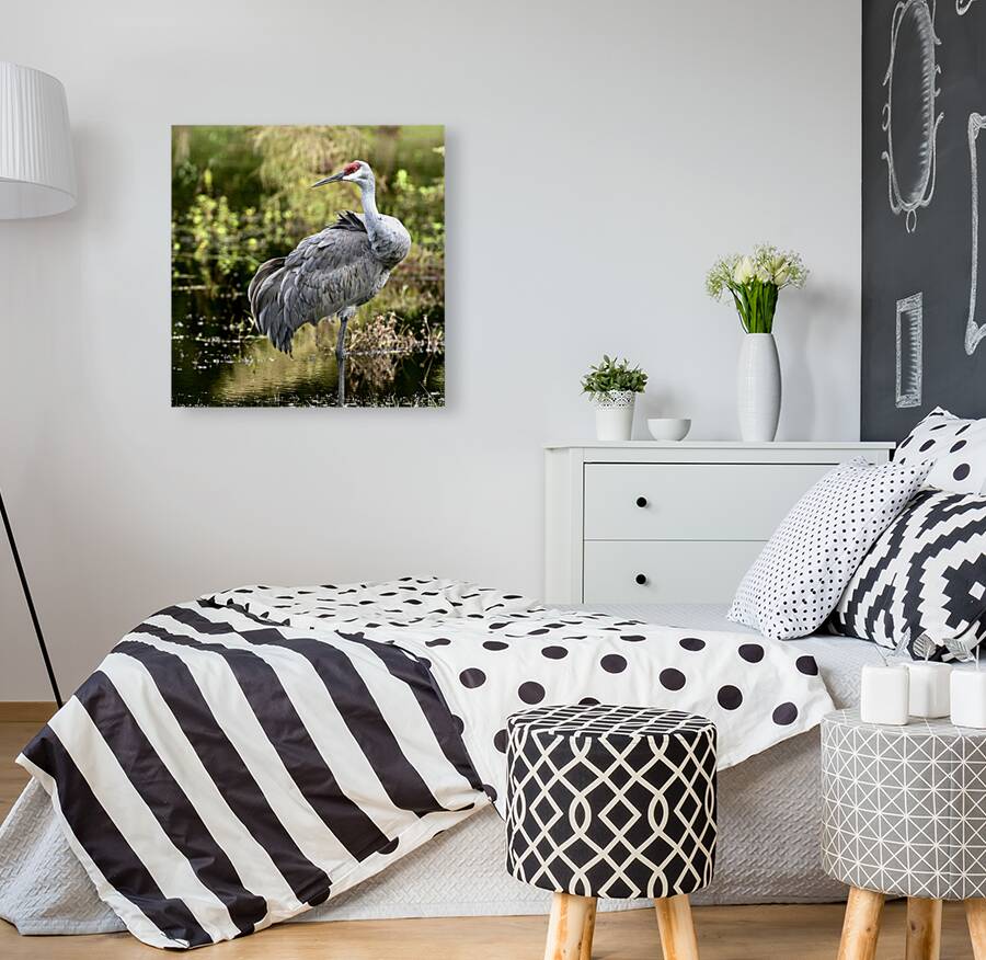 Sandhill crane Reproduction