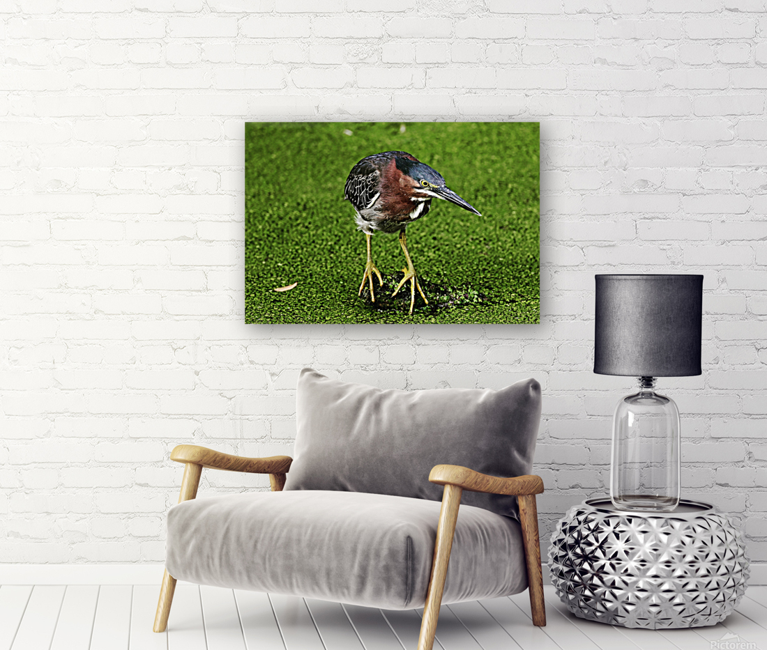 greenheron Reproduction