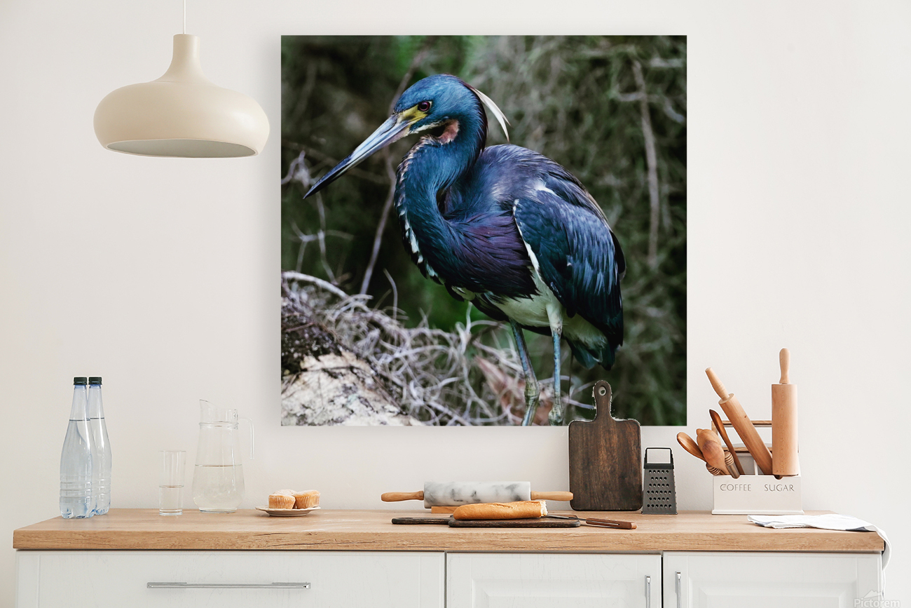 Tri-colored heron large Reproduction