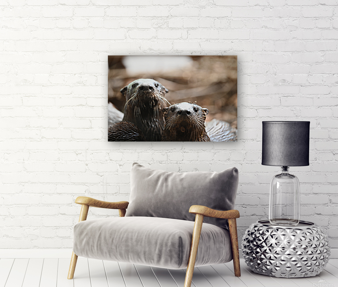 otters Reproduction
