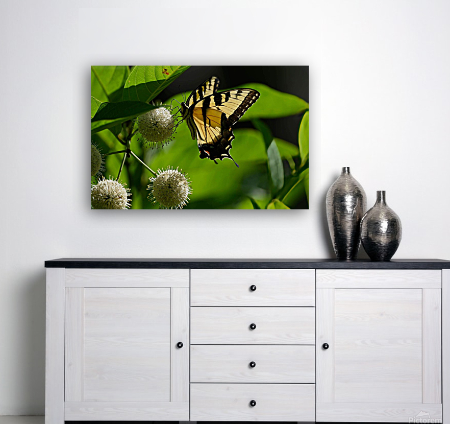 ButterflyButtonBush1 Reproduction