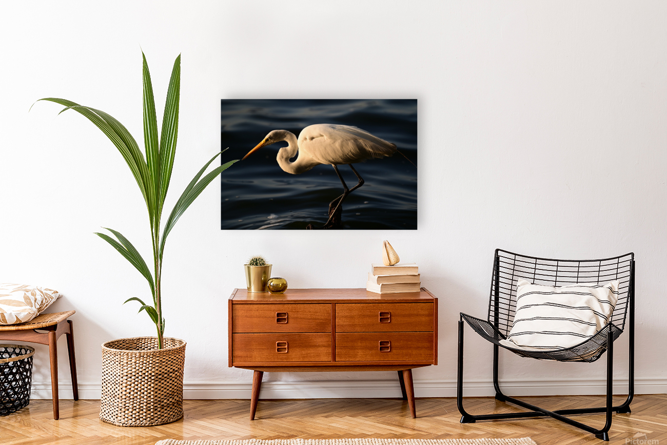 White Heron Reproduction
