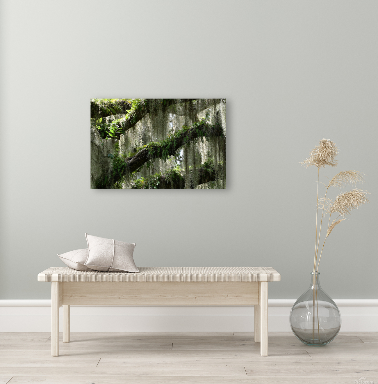 treefern Reproduction