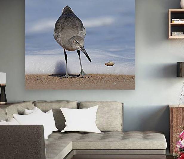 Willet and sand flea by Georgia Pavilonyte Trivett