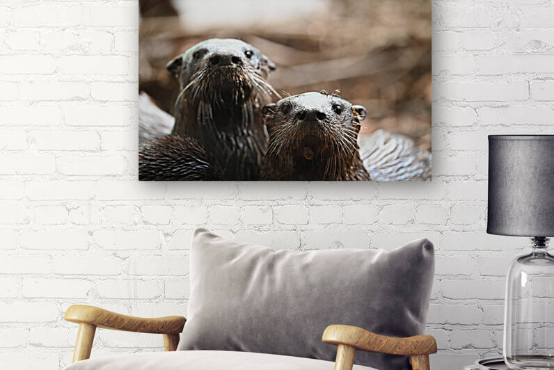 otters by Georgia Pavilonyte Trivett