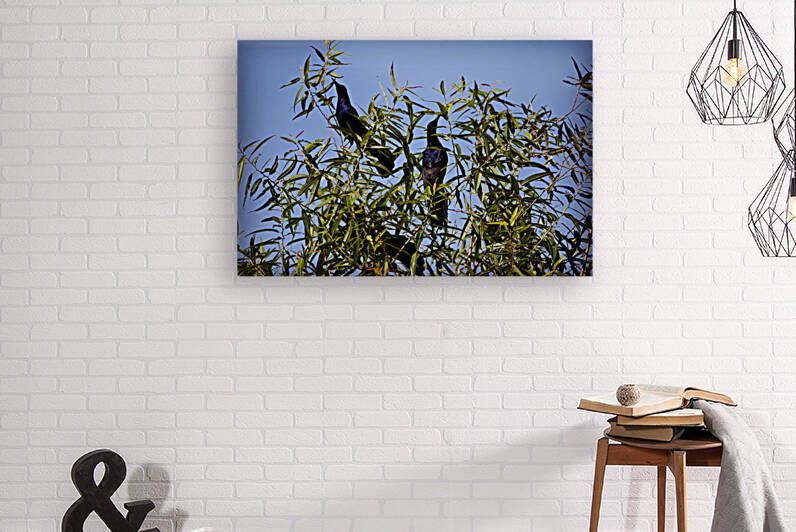 Grackles by Georgia Pavilonyte Trivett