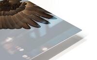 Bald Eagle  HD Metal print
