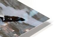 Seagull HD Metal print
