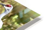 Sandhill crane HD Metal print