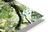 Live Oak HD Metal print
