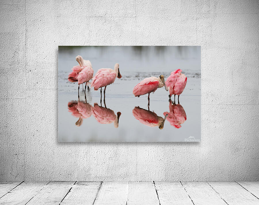 Roseate Spoonbills reflection Wall Preview