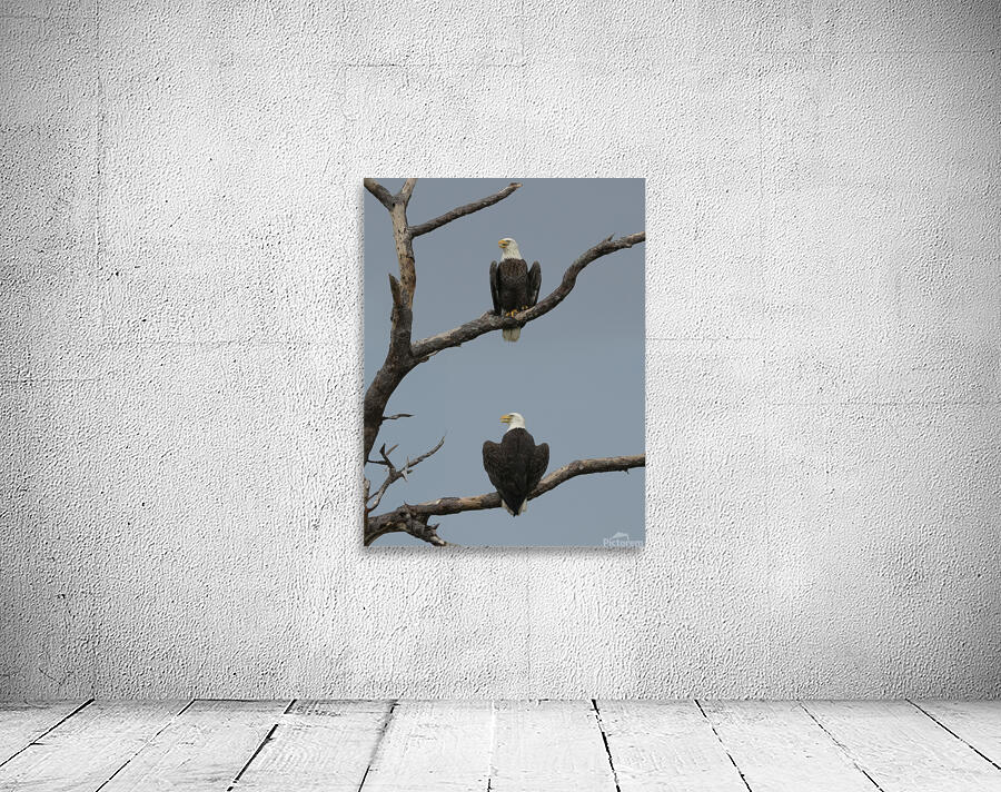 Bald Eagles Couple Wall Preview