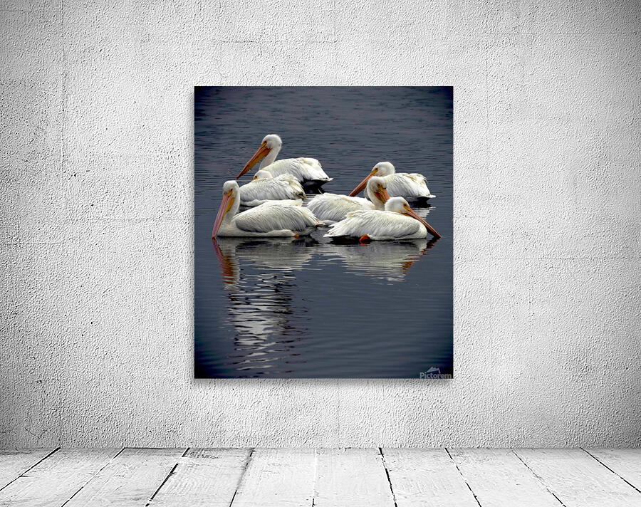 pelicans22924 Wall Preview