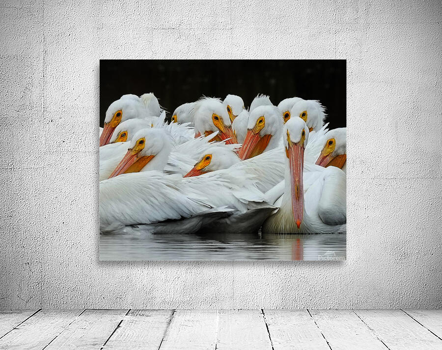 pelicans closeup Wall Preview