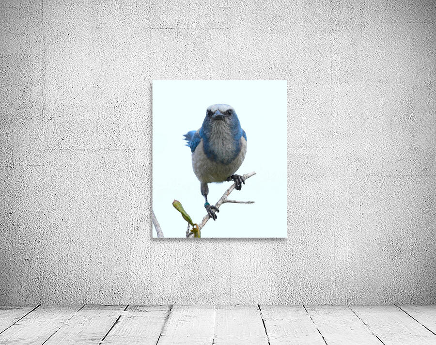 Scrub Jay Wall Preview