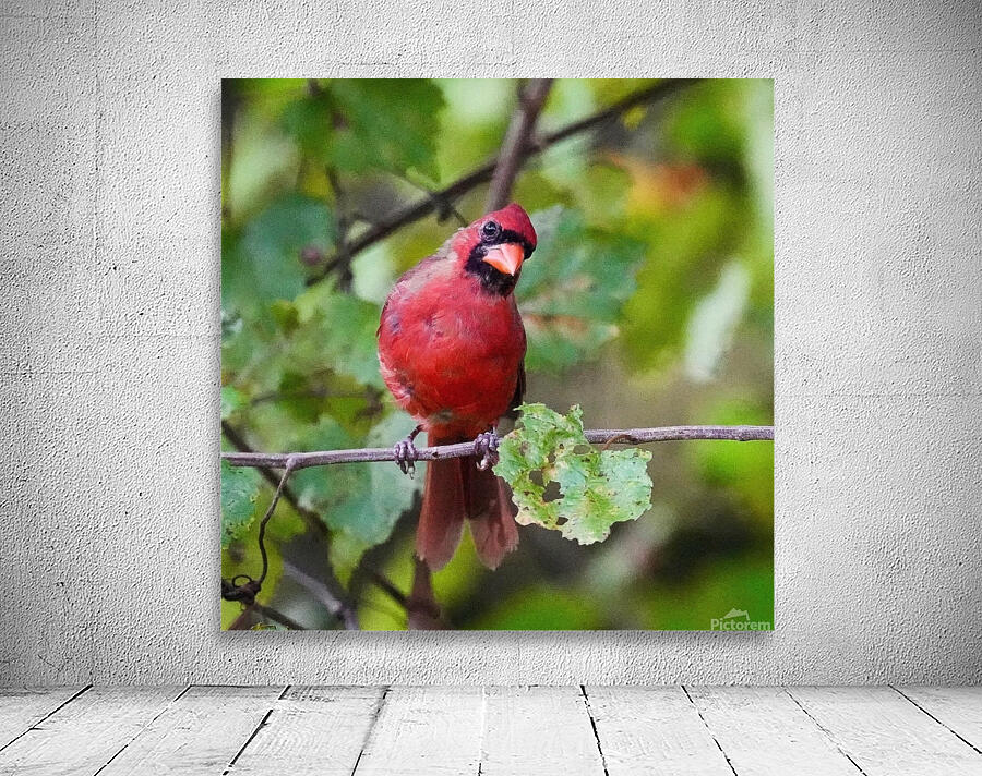 Red Cardinal Wall Preview