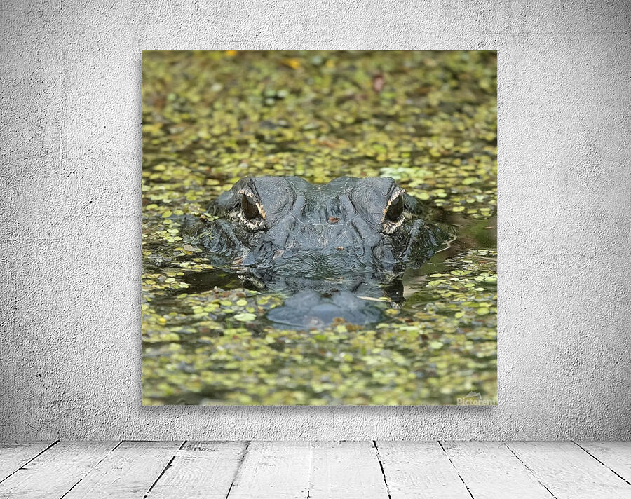 Gator  Wall Preview