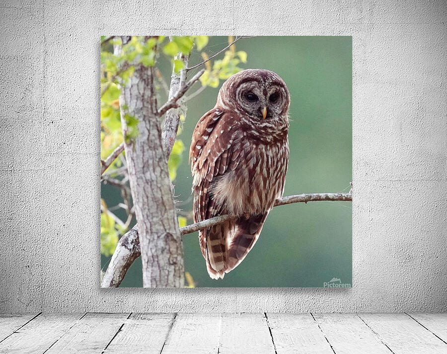 Barred Owl Wall Preview