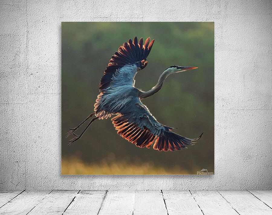 Blue Heron Flight Wall Preview