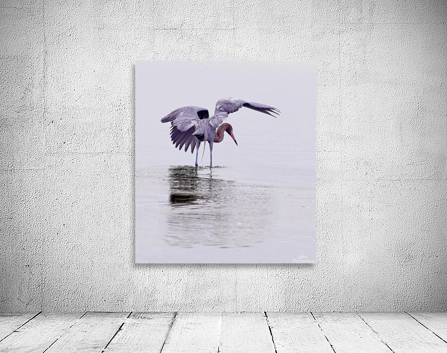Reddish Egret Wall Preview
