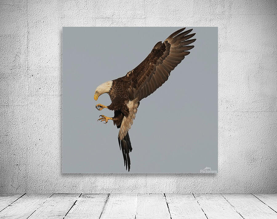 Bald Eagle  Wall Preview