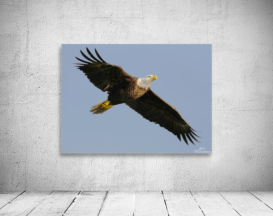Bald Eagle Flight Wall Preview