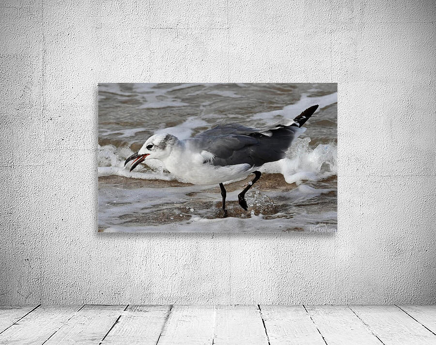 Seagull Wall Preview