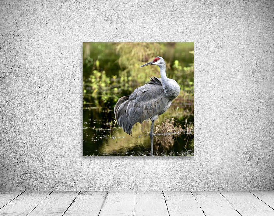 Sandhill crane Wall Preview