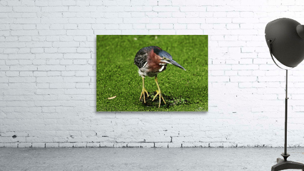 greenheron Wall Preview