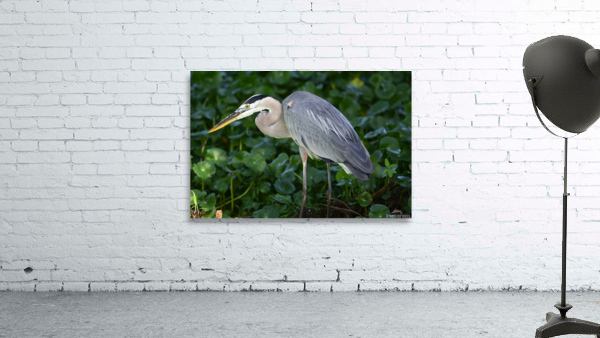 greatblueheronlarge Wall Preview