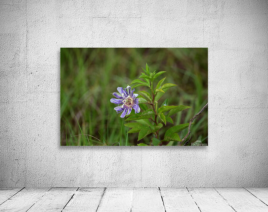 WildFlowerPurple Wall Preview