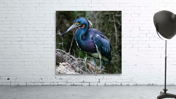 Tri-colored heron large Wall Preview