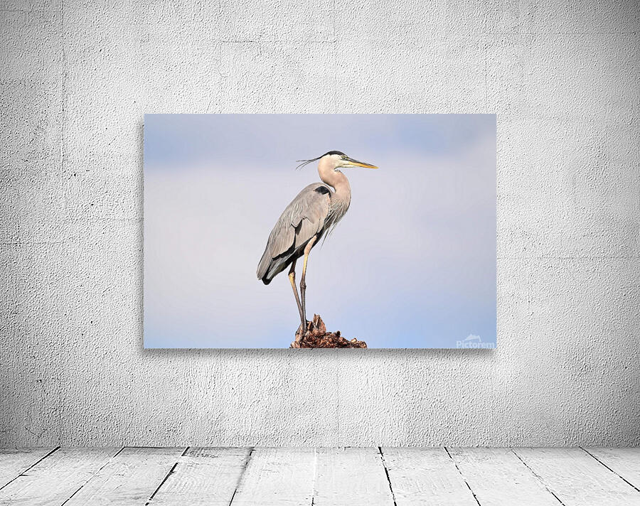 GreatBlueHeron Wall Preview