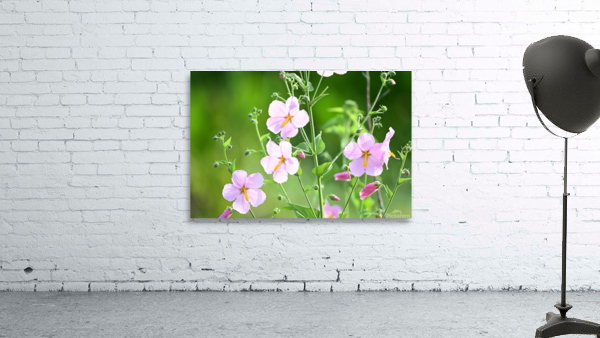 flowers425 Wall Preview