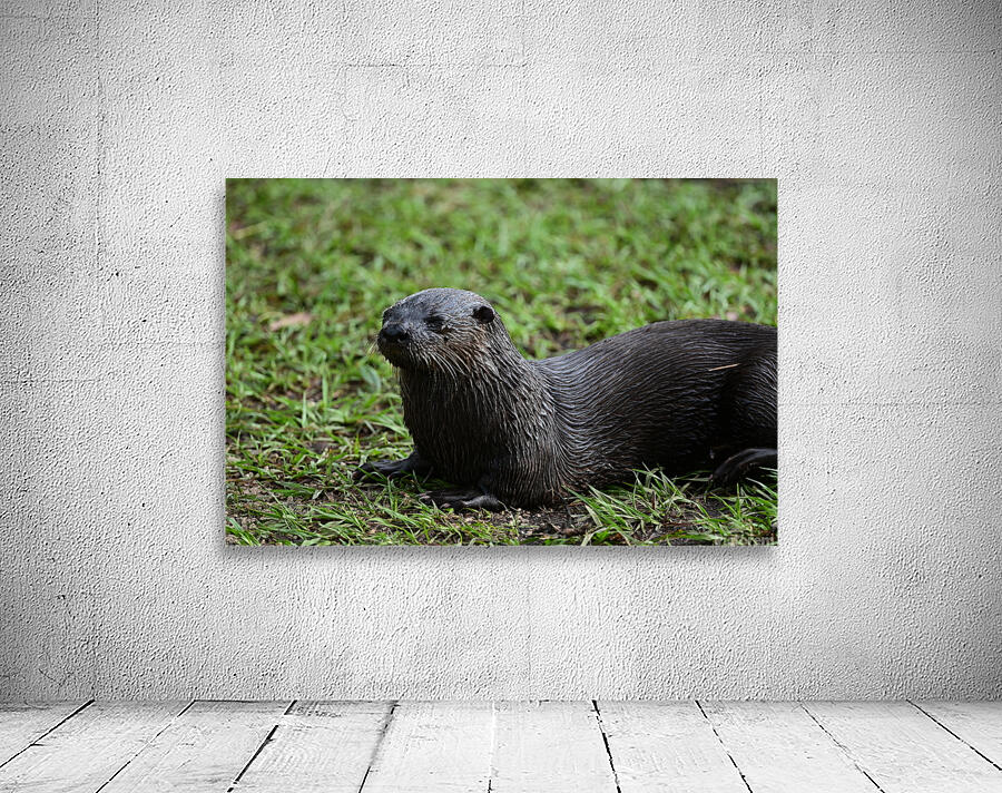 otter2428 Wall Preview