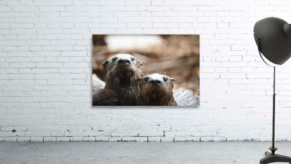 otters Wall Preview