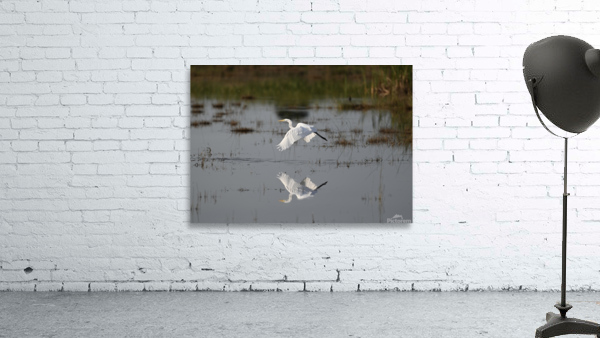 WhiteEgretWaterReflection Wall Preview