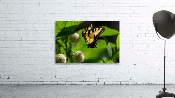 ButterflyButtonBush1 Wall Preview