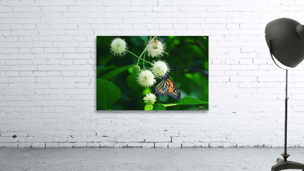 ButterflyButtonBush2 Wall Preview