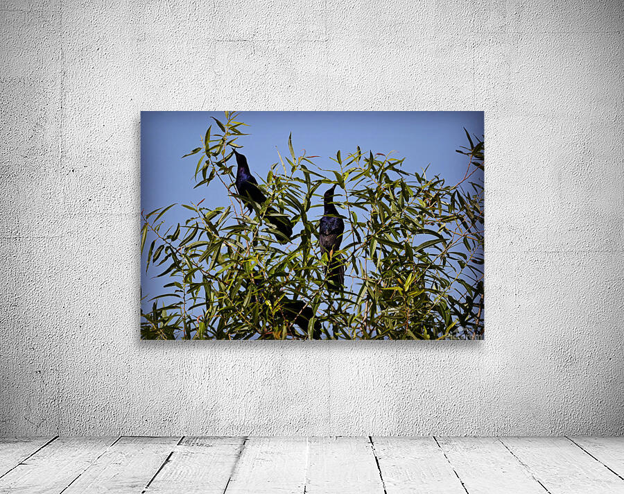 Grackles Wall Preview