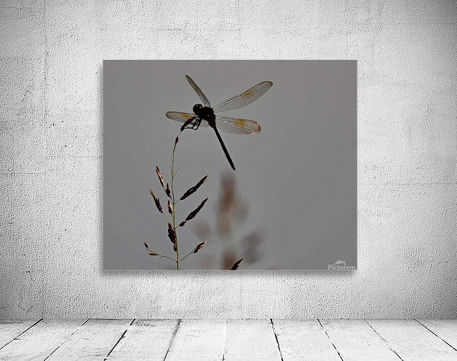 dragonfly Wall Preview