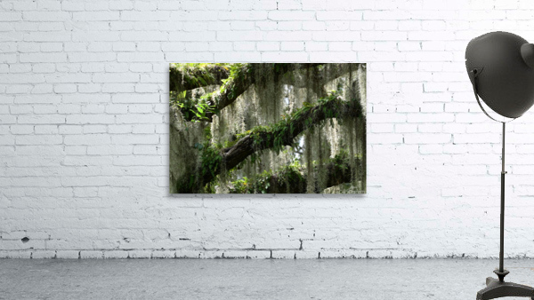 treefern Wall Preview