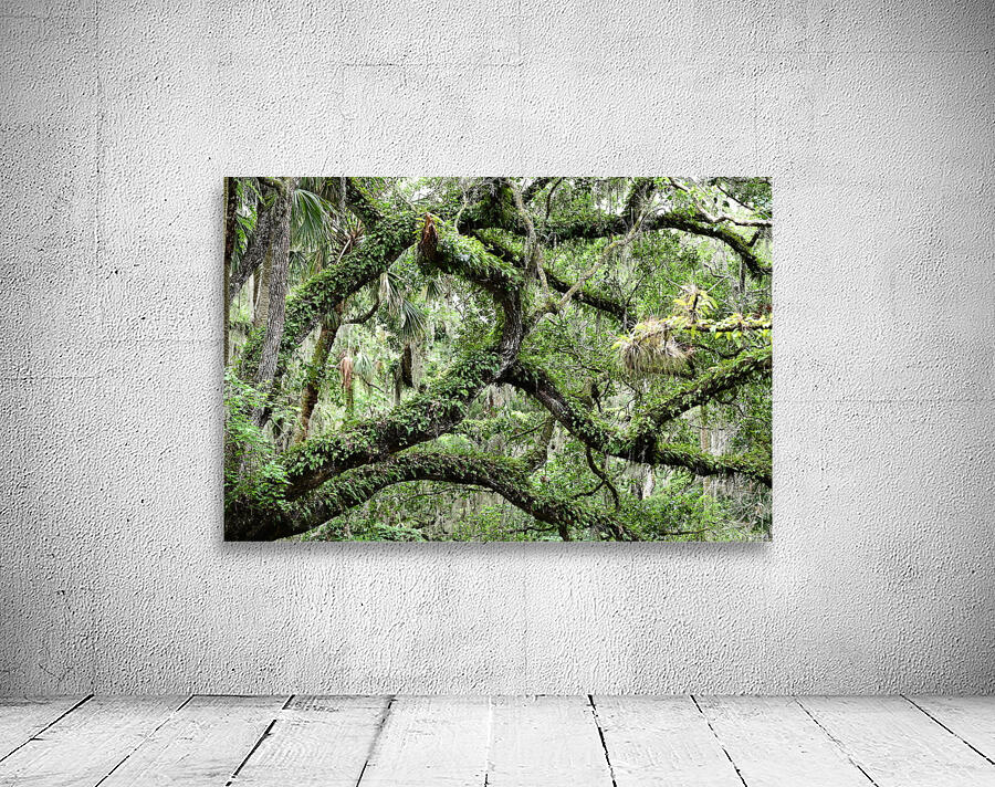 Live Oak Wall Preview