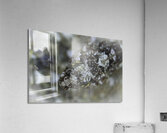 Eye Spy Acrylic Print