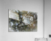 Eye Spy Acrylic Print