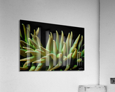 Anemone Darkness Acrylic Print