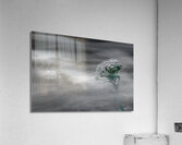 Flowing Flower Acrylic Print