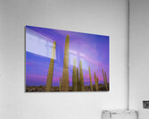 Saguaro Cityscape Acrylic Print