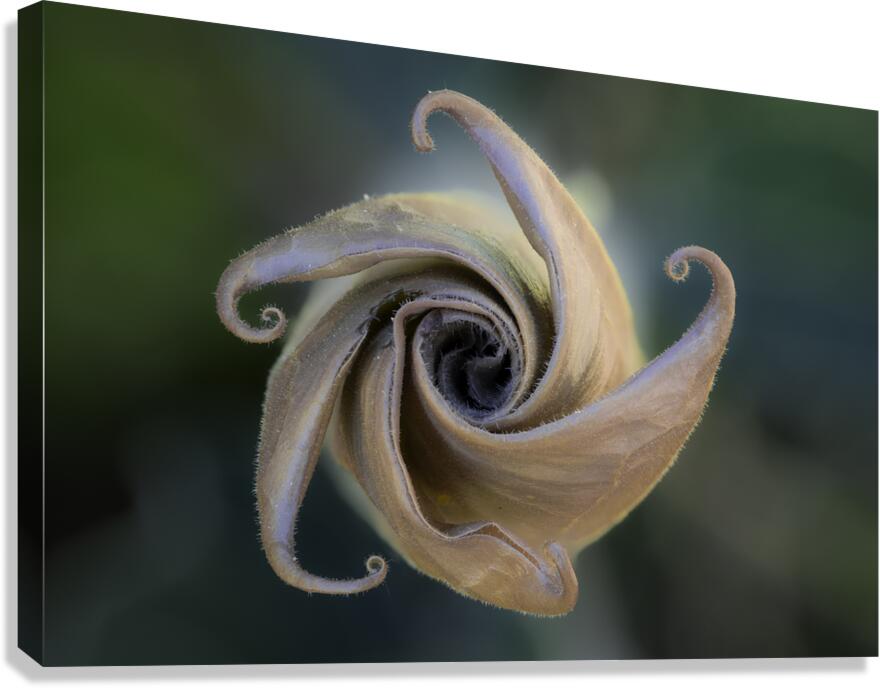 Natures Pinwheel Canvas Print