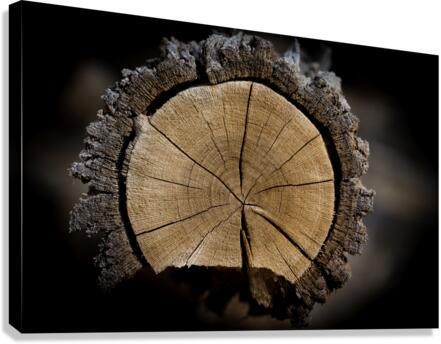 Wood Grains Canvas Print